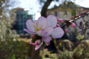 Prunus dulcis (1200 x 799)8